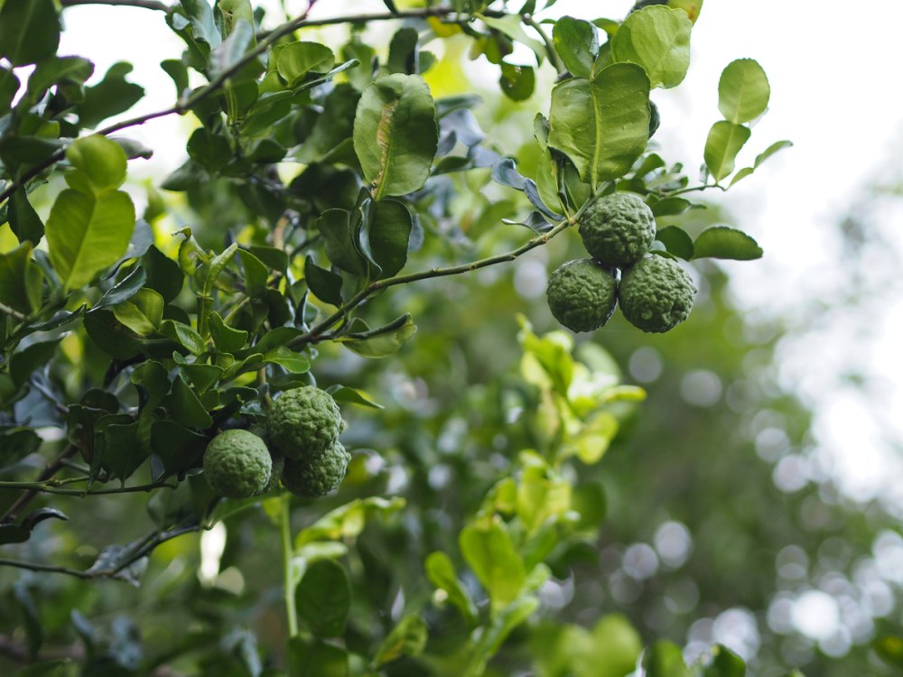 CITRUS DWARF KAFFIR LIME 250MM