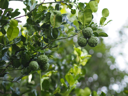 CITRUS DWARF KAFFIR LIME 250MM
