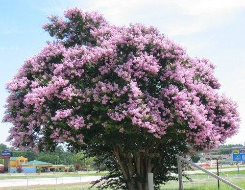 CREPE MYRTLE LAGERSTROEMIA BILOXI BR