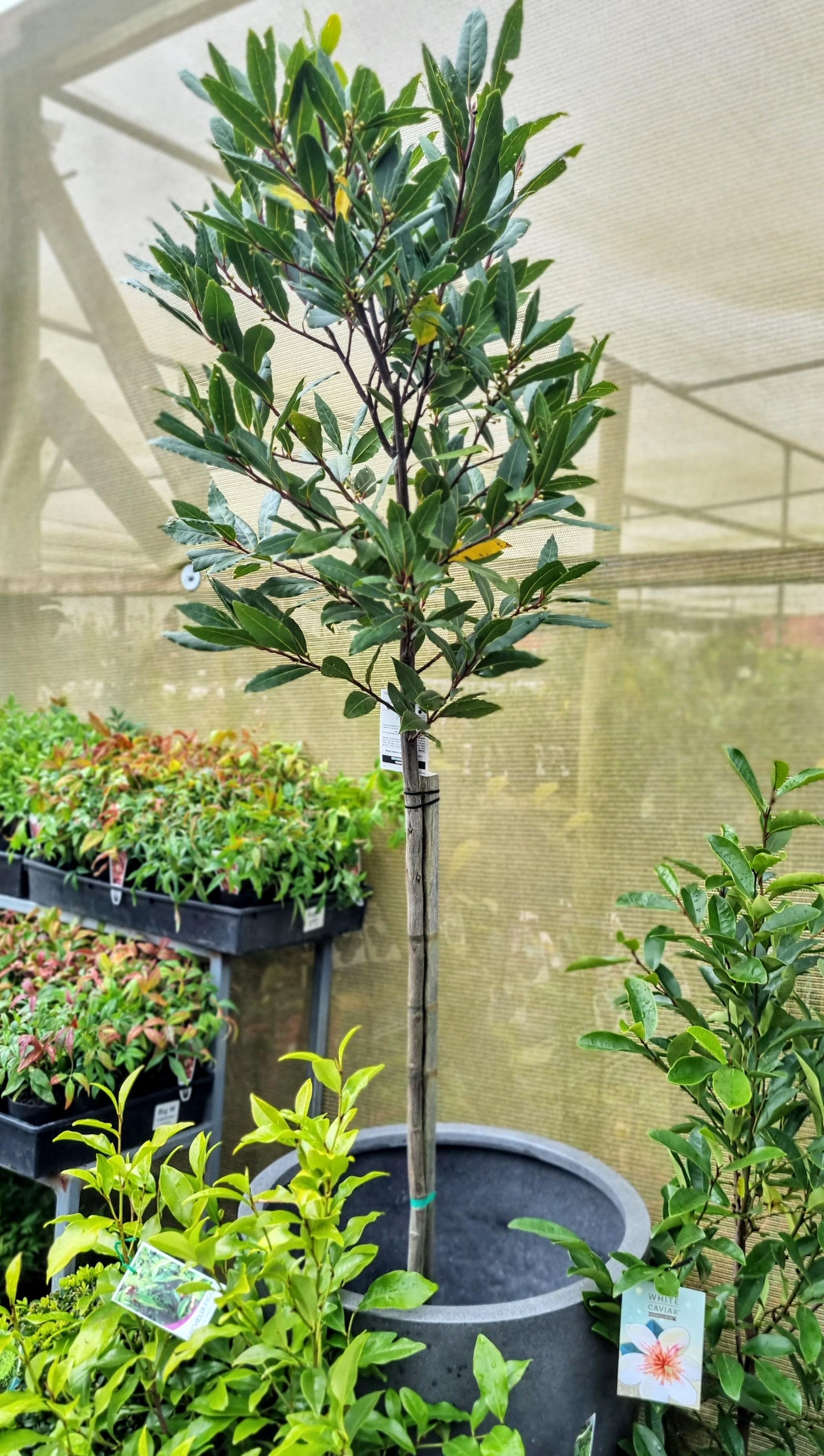 LAURUS NOBILLIS BAY STANDARD TREE 330MM