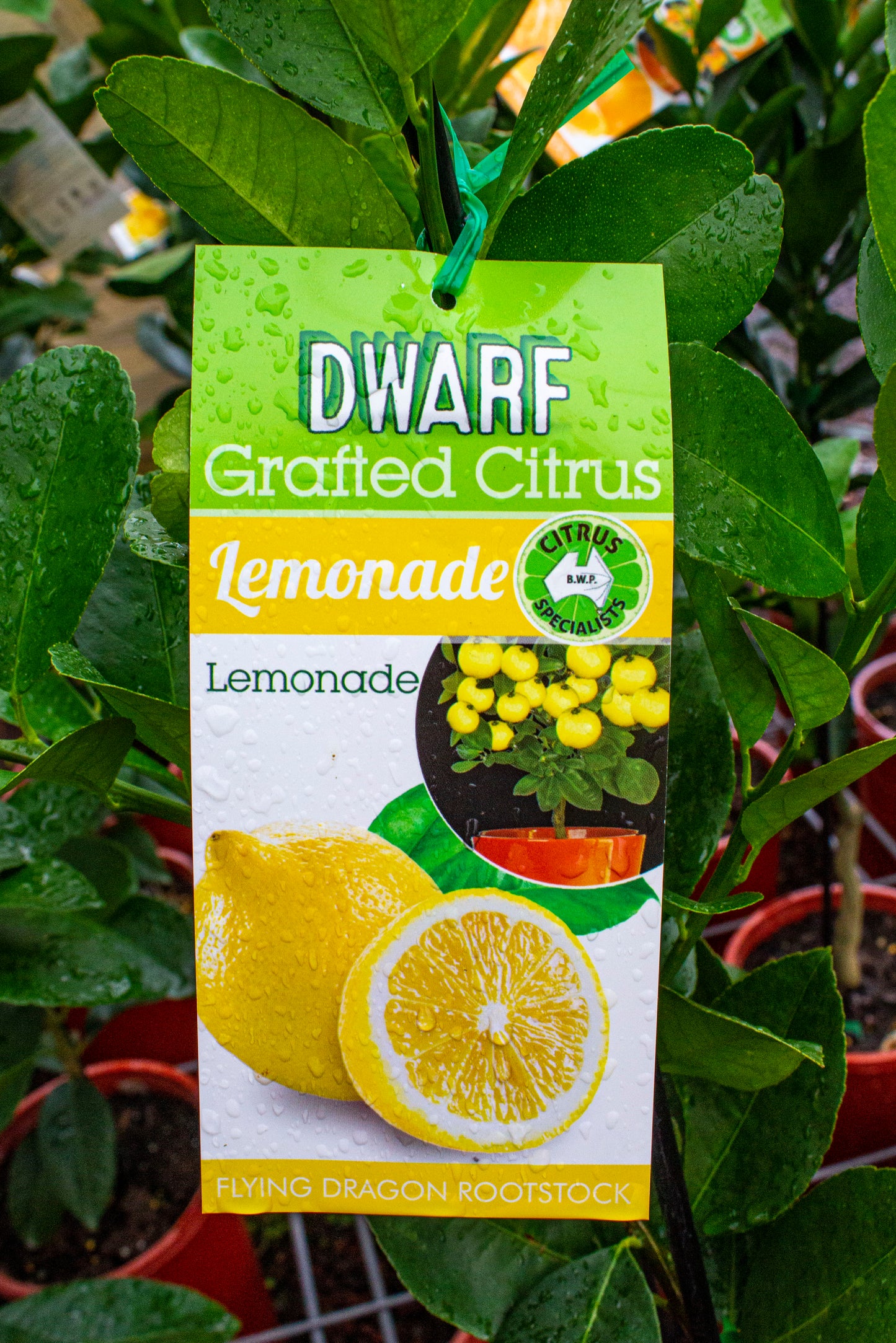 NEW SEASON DWARF CITRUS LEMON LEMONADE