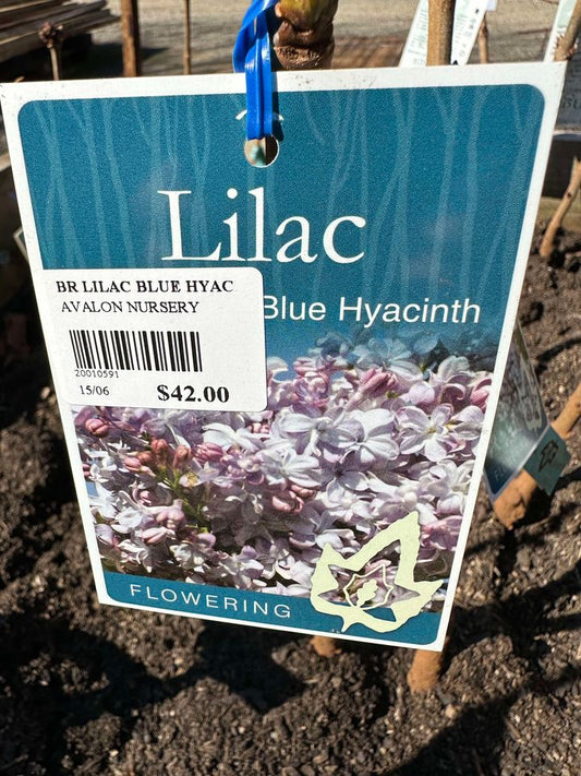 LILAC SYRINGA BLUE HYACINTH BR