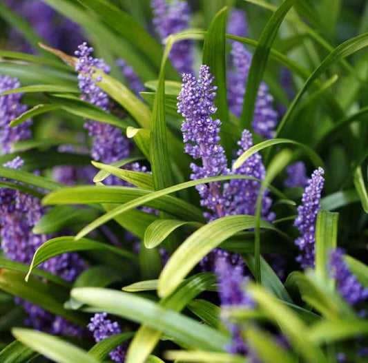 Liriope 'Evergreen Giant' - 140mm