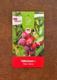 LITTLECHUM PLUM X CHERRY BR