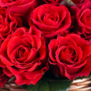 BR LILY MARLENE BUSH ROSE