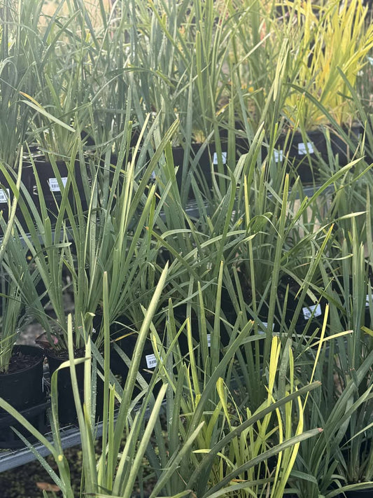 Lomandra Longifolia - 140mm
