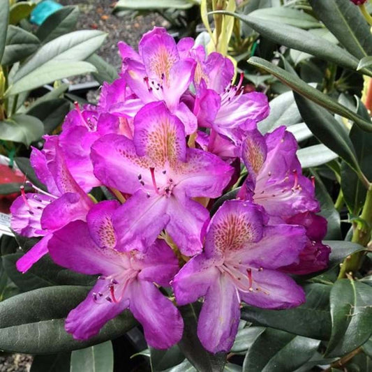 RHODODENDRON MADAM CACHET 200MM