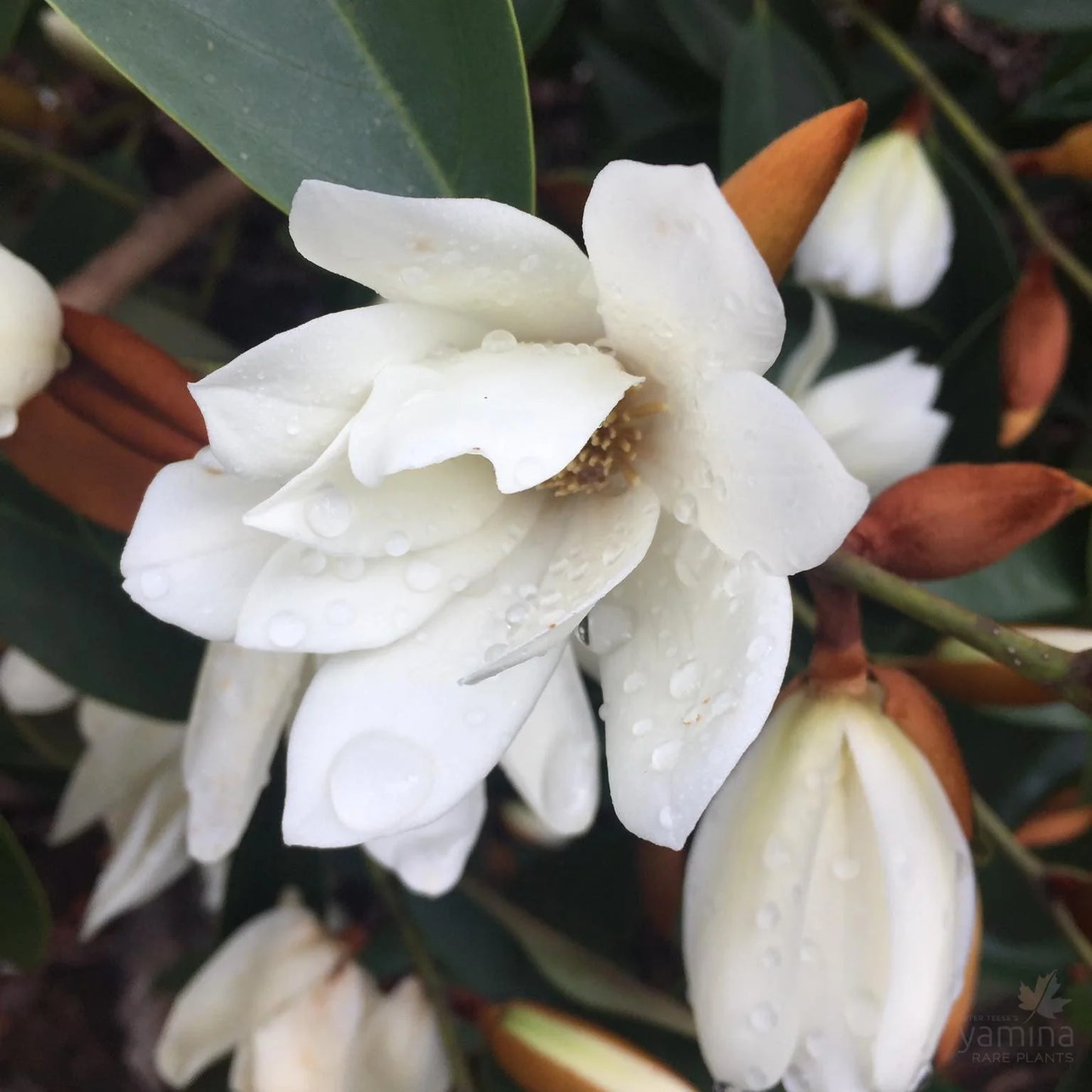 MAGNOLIA X FAIRY WHITE 200MM