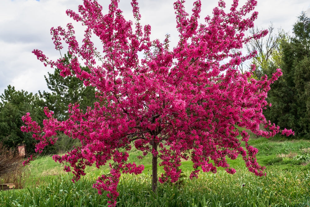MALUS IOENSIS RUBRA CRAB APPLE BR