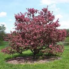 MALUS PURPUREA CRAB APPLE BR