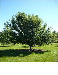 ORNAMENTAL PEAR PYRUS USSURIENSIS MANCHURIAN BR