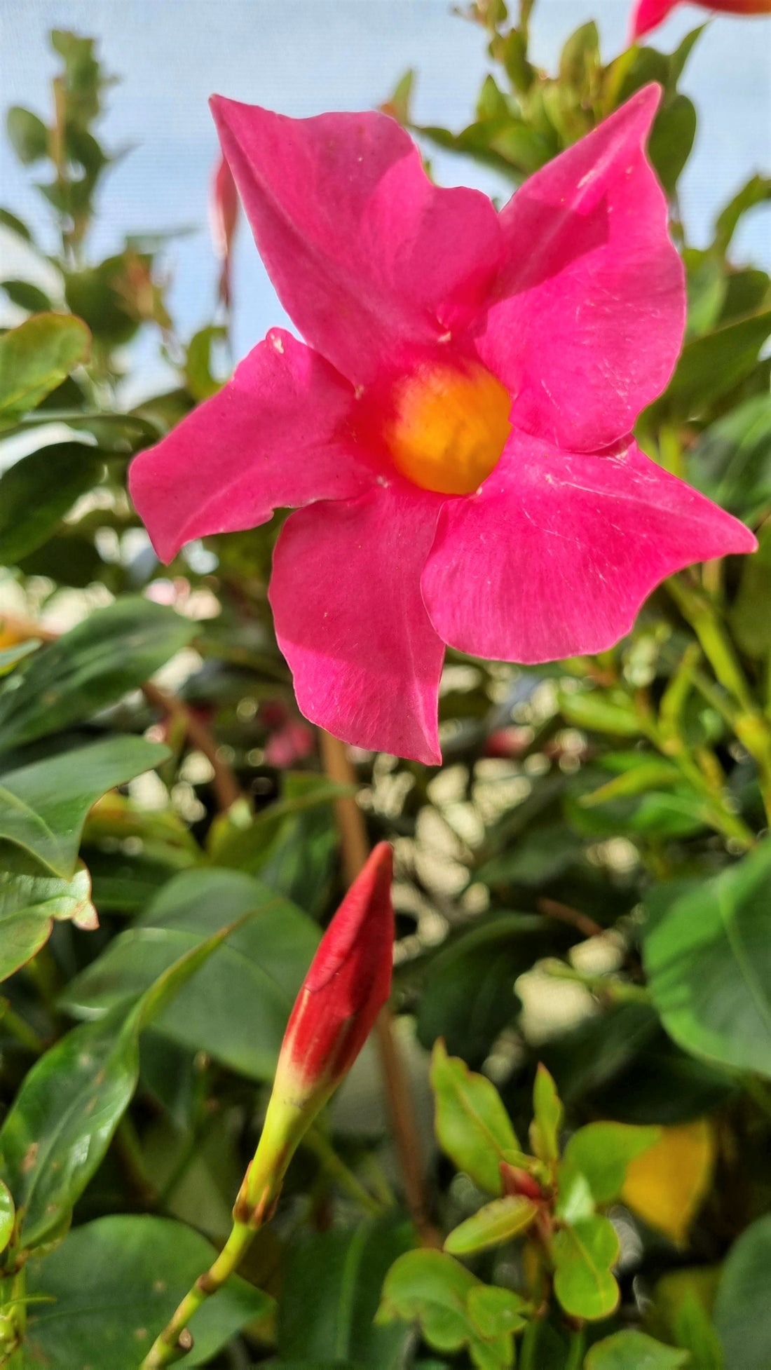 MANDEVILLA JADE PINK 200MM – Avalon Nursery