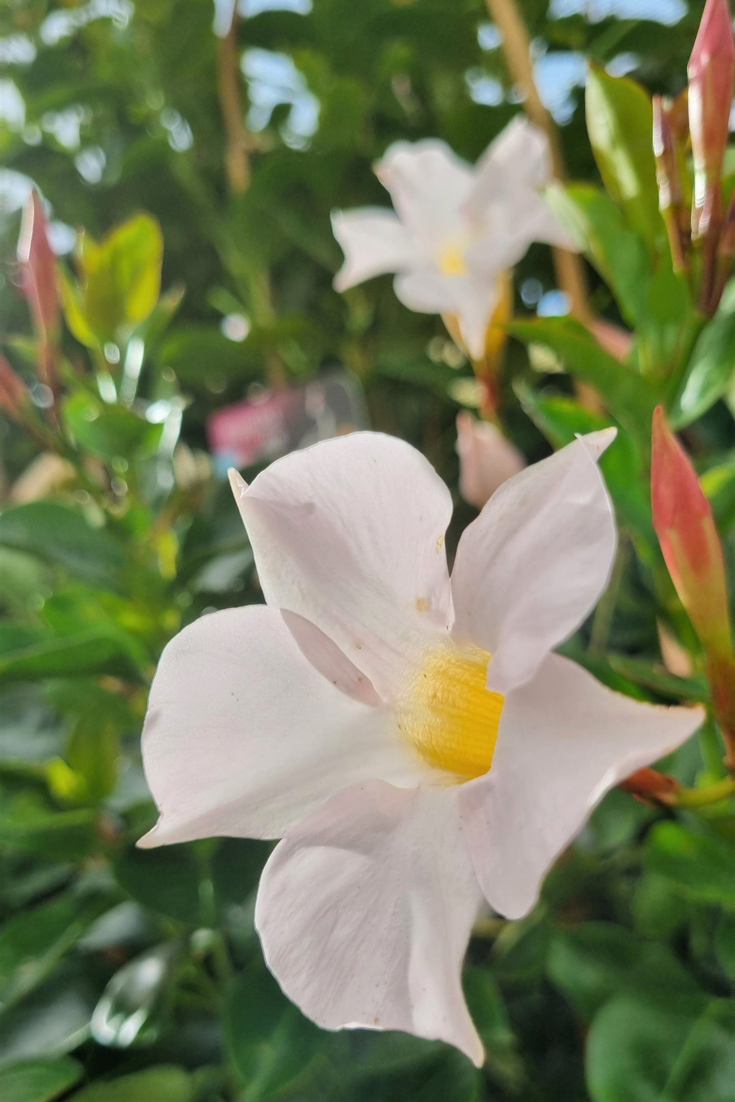 MANDEVILLA JADE WHITE 200MM