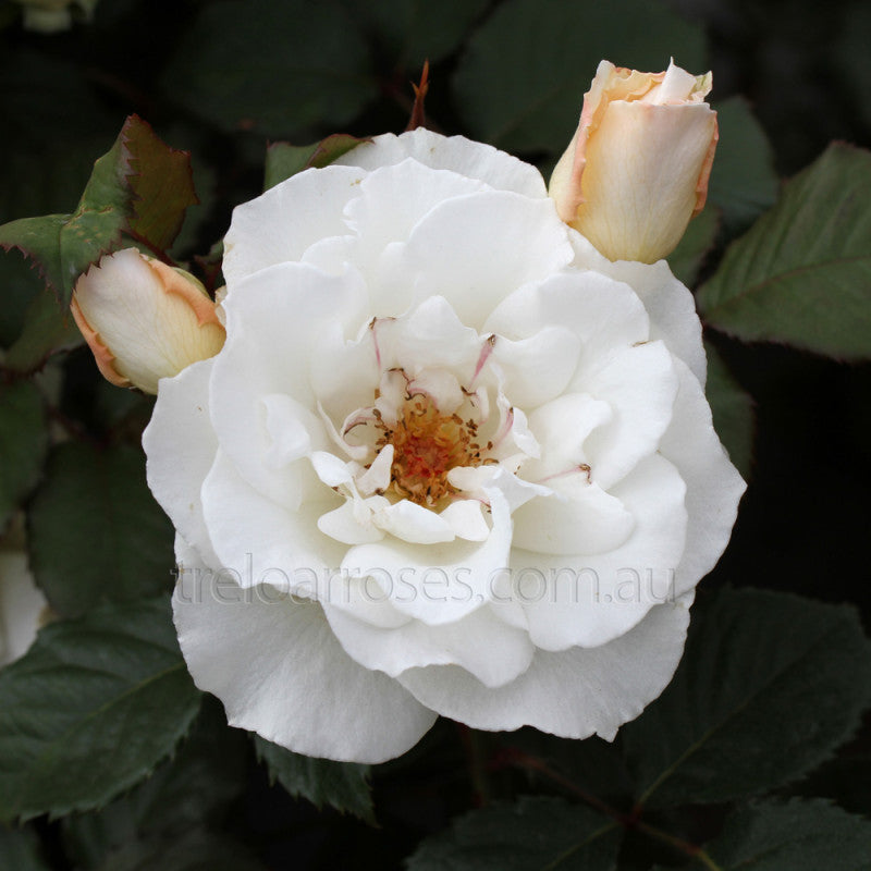 BR MARGARET MERRIL BUSH ROSE