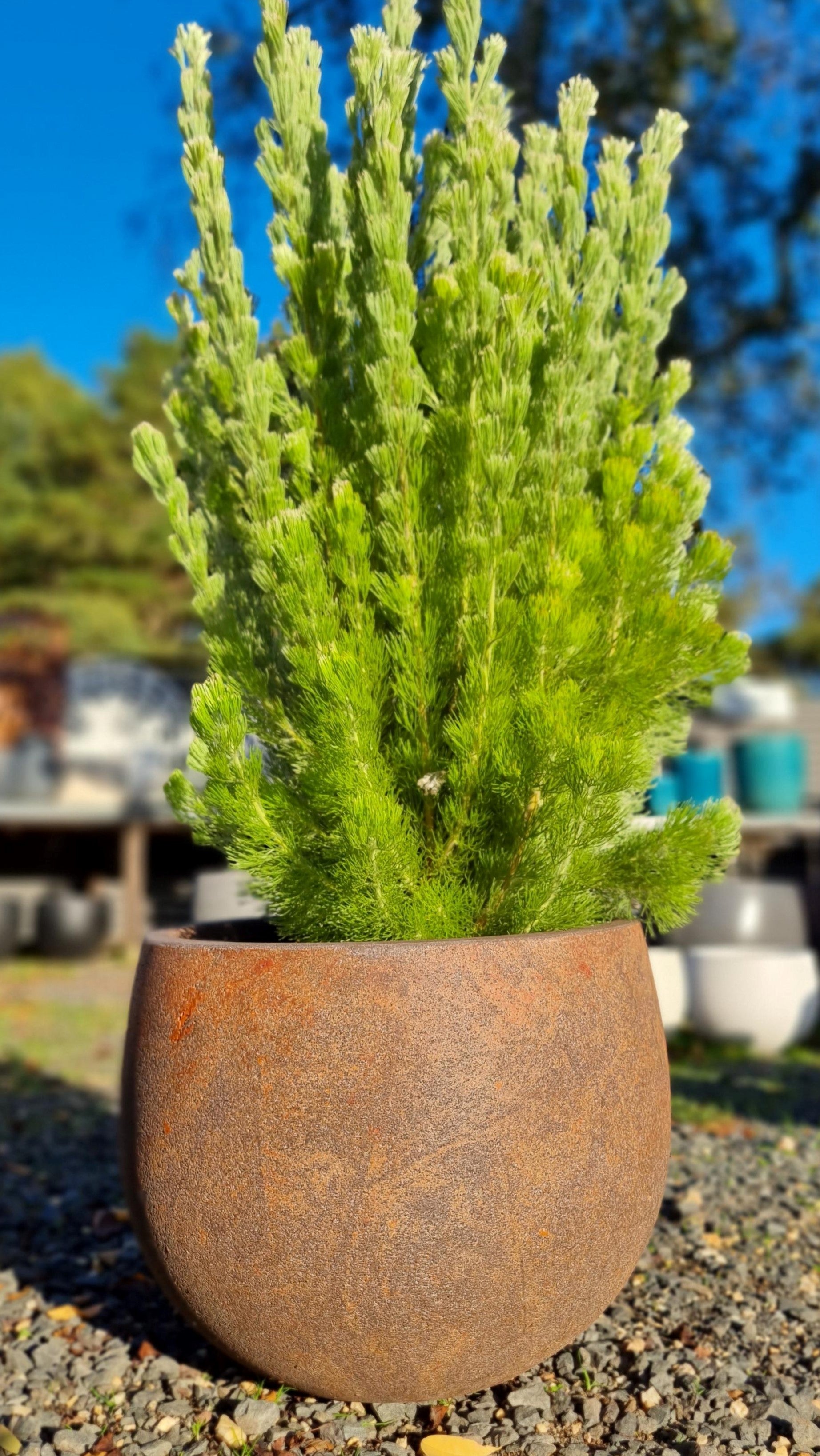 MEGA BELLY POT RUST SMALL – Avalon Nursery
