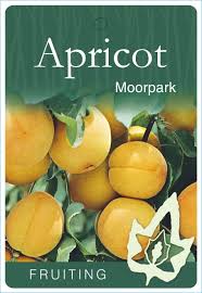 DWARF APRICOT MOORPARK BR