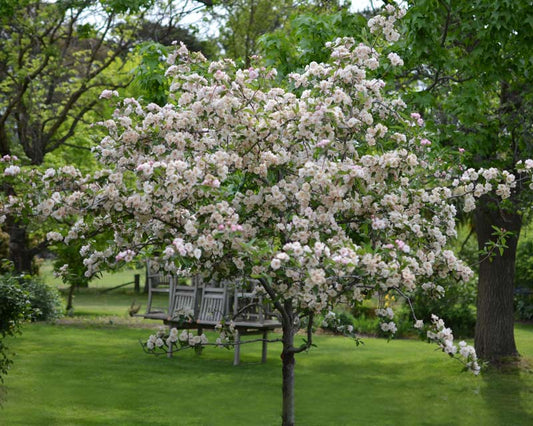 MALUS IOENSIS STANDARD PLENA CRAB APPLE TALL BR