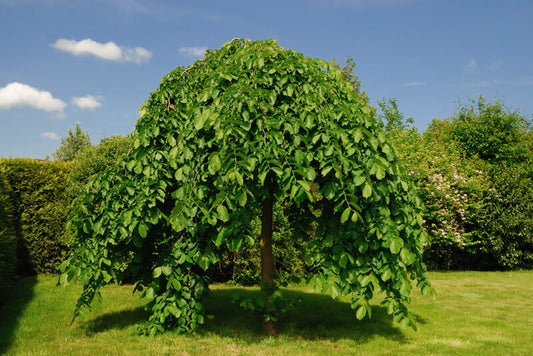 MORUS ALBA PENDULA WEEPING MULBERRY 1.8M BR