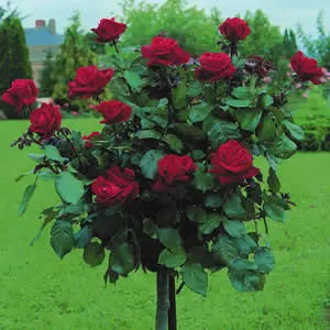 BR 3FT STANDARD ROSE MR LINCOLN HYBRID TEA