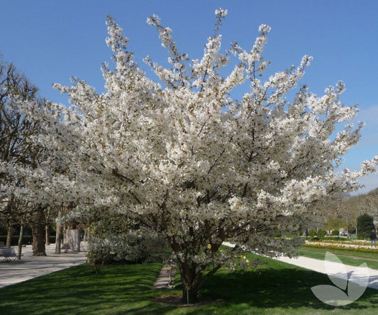 FLOWERING CHERRY PRUNUS MT FUJI TREE FORM BR