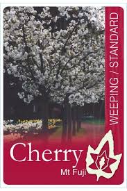 FLOWERING CHERRY PRUNUS MT FUJI 2M STD BR
