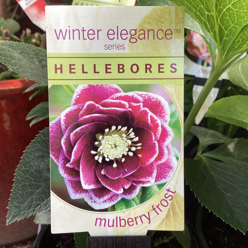 HELLEBORE MULBERRY FROST 140MM
