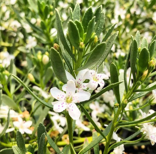 Myoporum 'Broadleaf' - 140mm