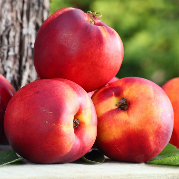 DWARF NECTARINES NECTA RED BR