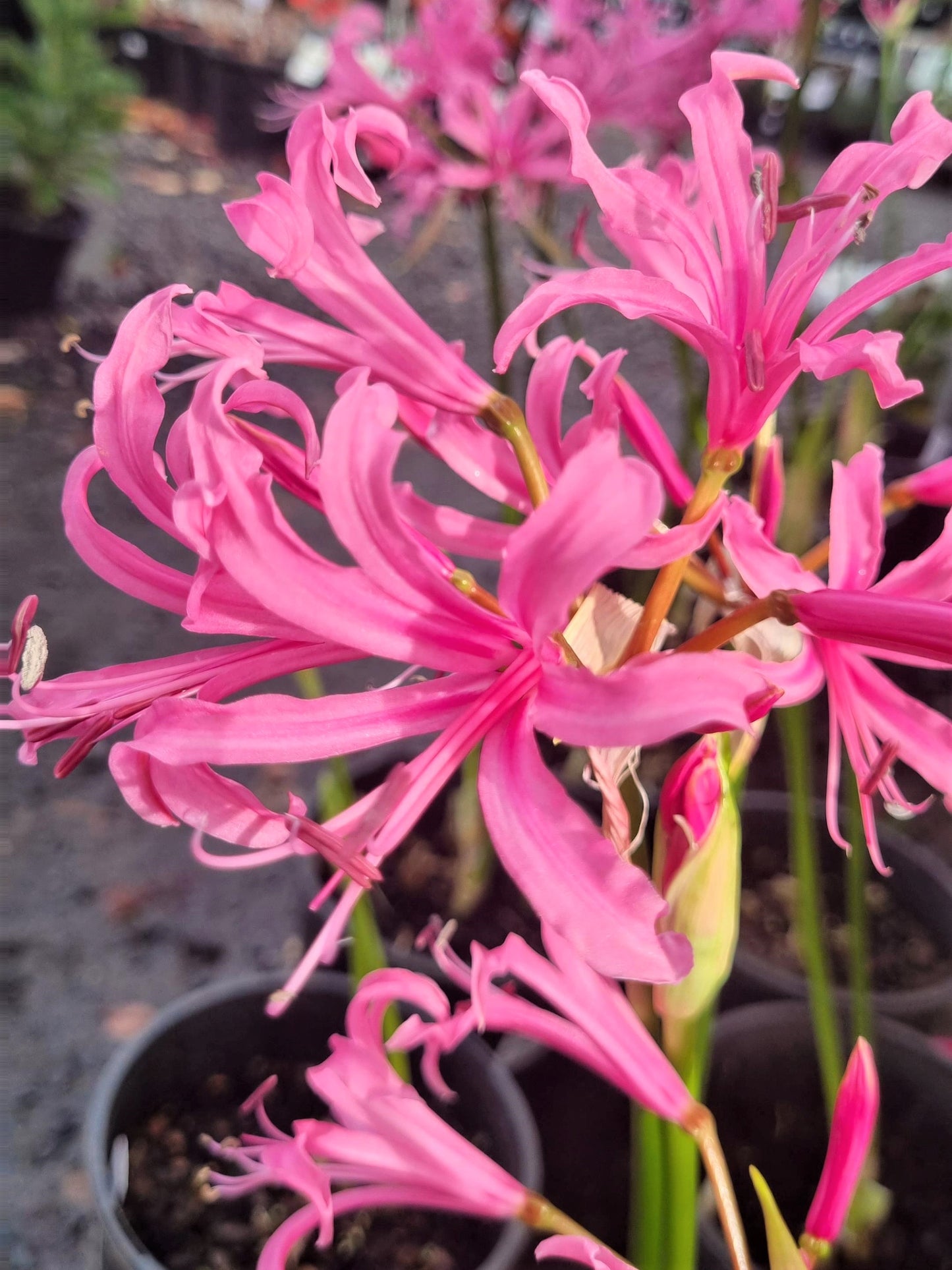 NERINE BOWDENII 200MM