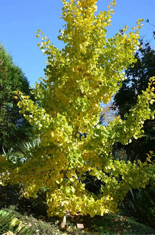 GINKGO BILOBA LEMONLIME SPIRE BR