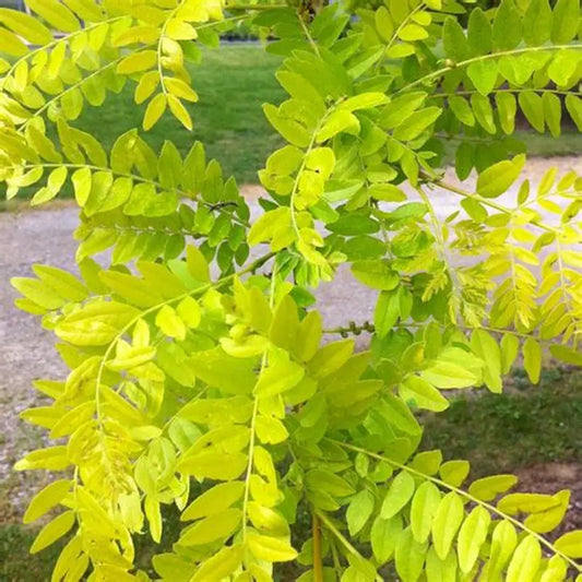 GLEDITSIA INERMIS SUNBURST BR