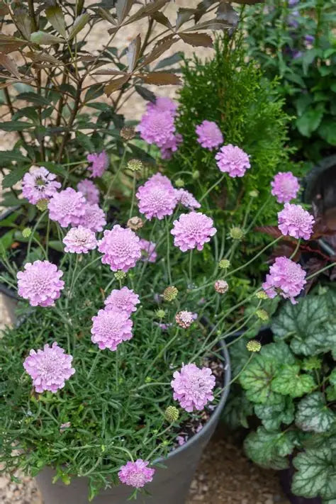 SCABIOSA POWDER PUFF PINK 140MM