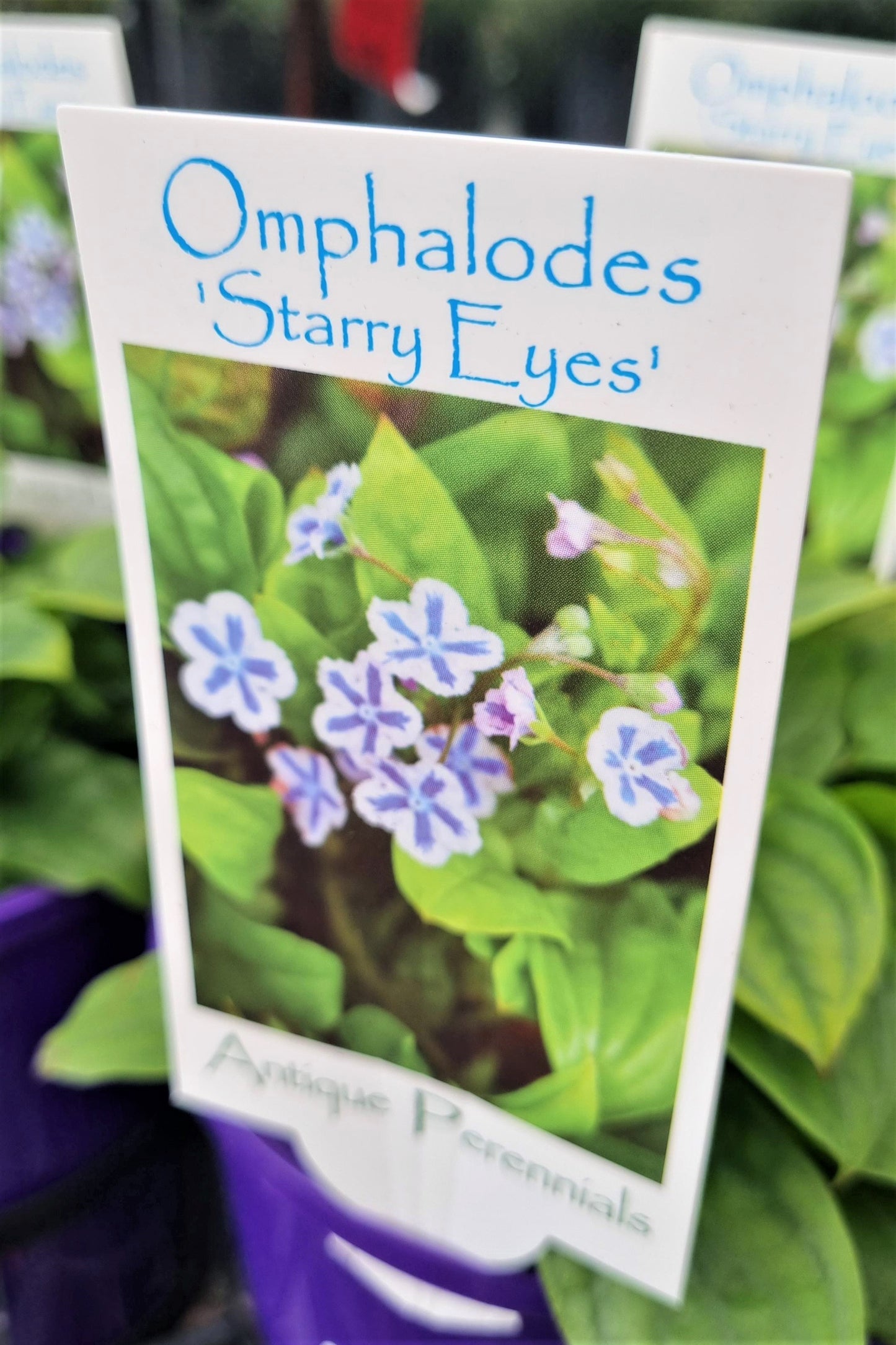 OMPHALODES STARRY EYES 140MM