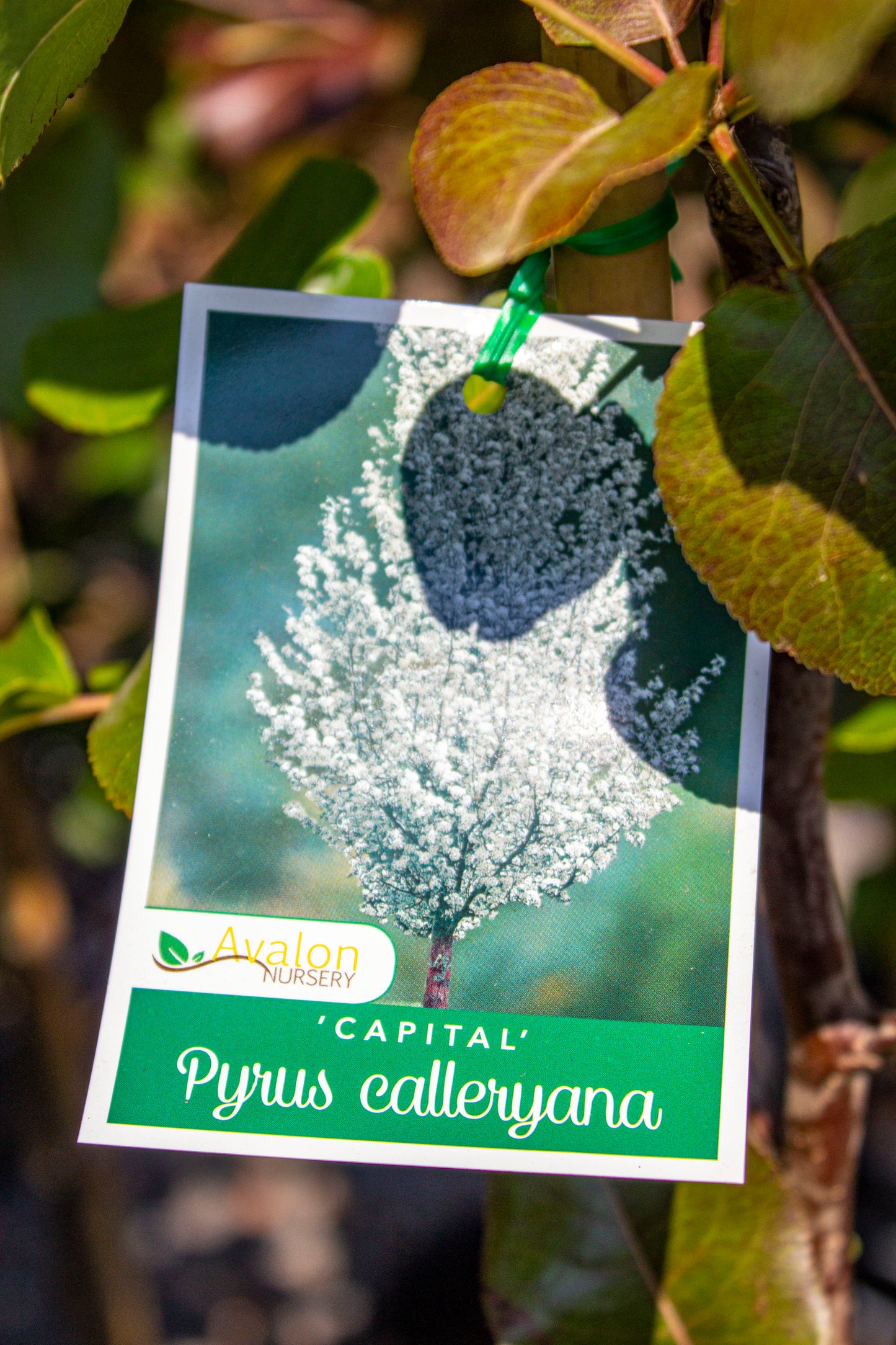 ORNAMENTAL PEAR PYRUS CALLERYANA CAPITAL 300MM