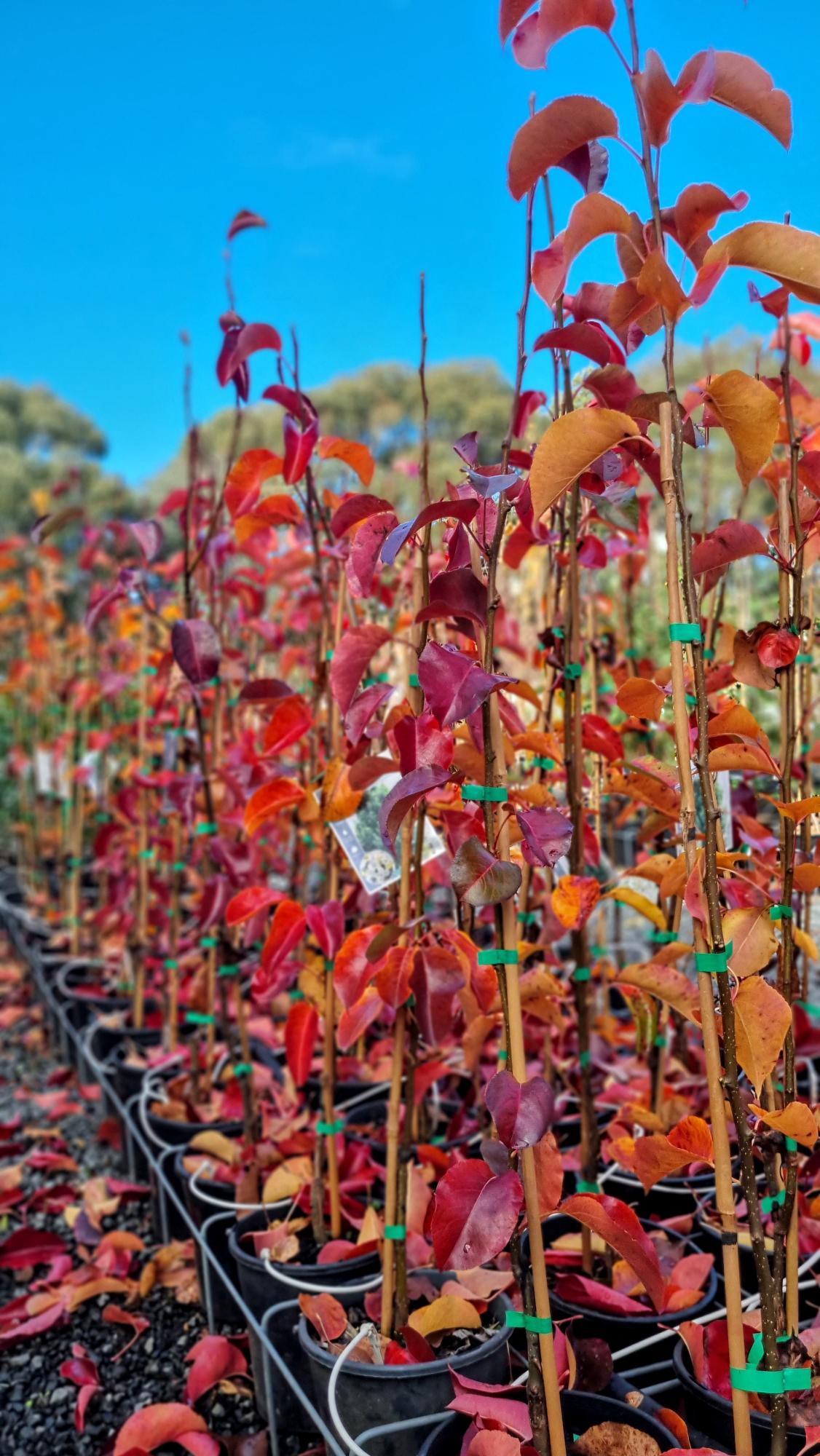 ORNAMENTAL PEAR CALLERYANA CLEVELAND SELECT SALE 200MM