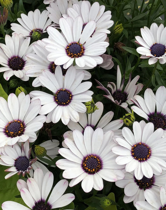 OSTEOSPERMUM ELITE WHITE140MM