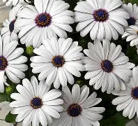 OSTEOSPERMUM MARGARITA WHITE140MM