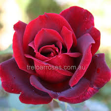 BR PAPA MEILAND 3FT STANDARD ROSE