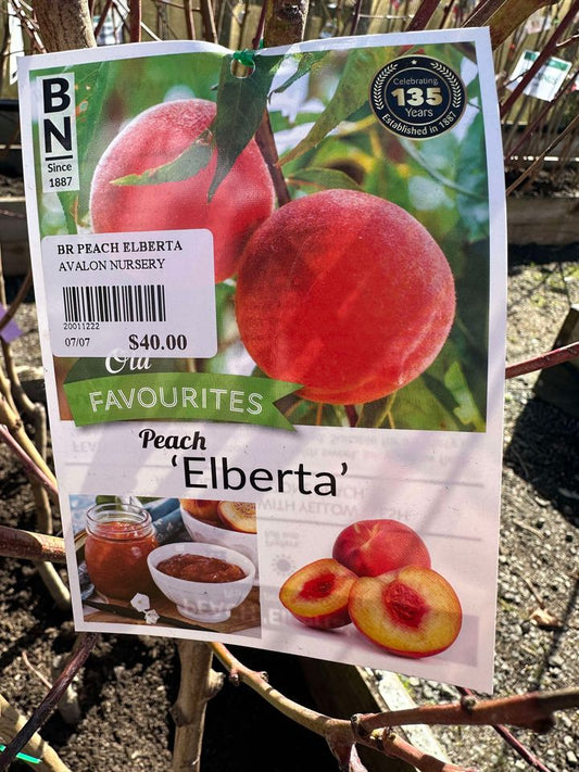 PEACH ELBERTA BR
