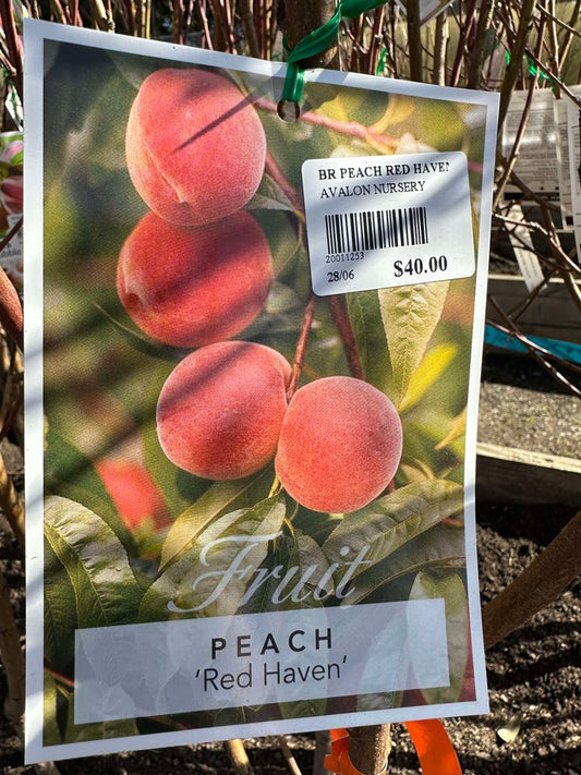PEACH RED HAVEN BR