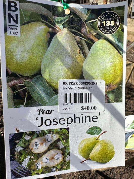 PEAR JOSEPHINE BR