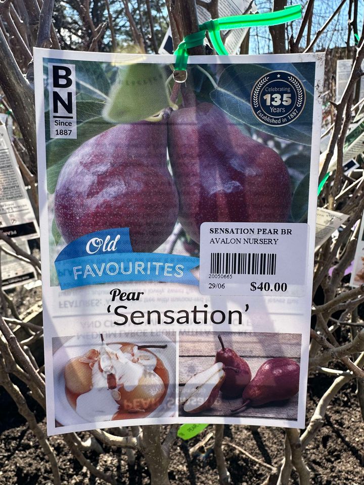 PEAR SENSATION BR