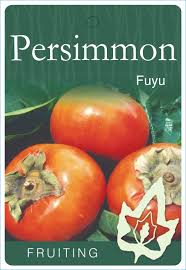 PERSIMMON FUYU BR