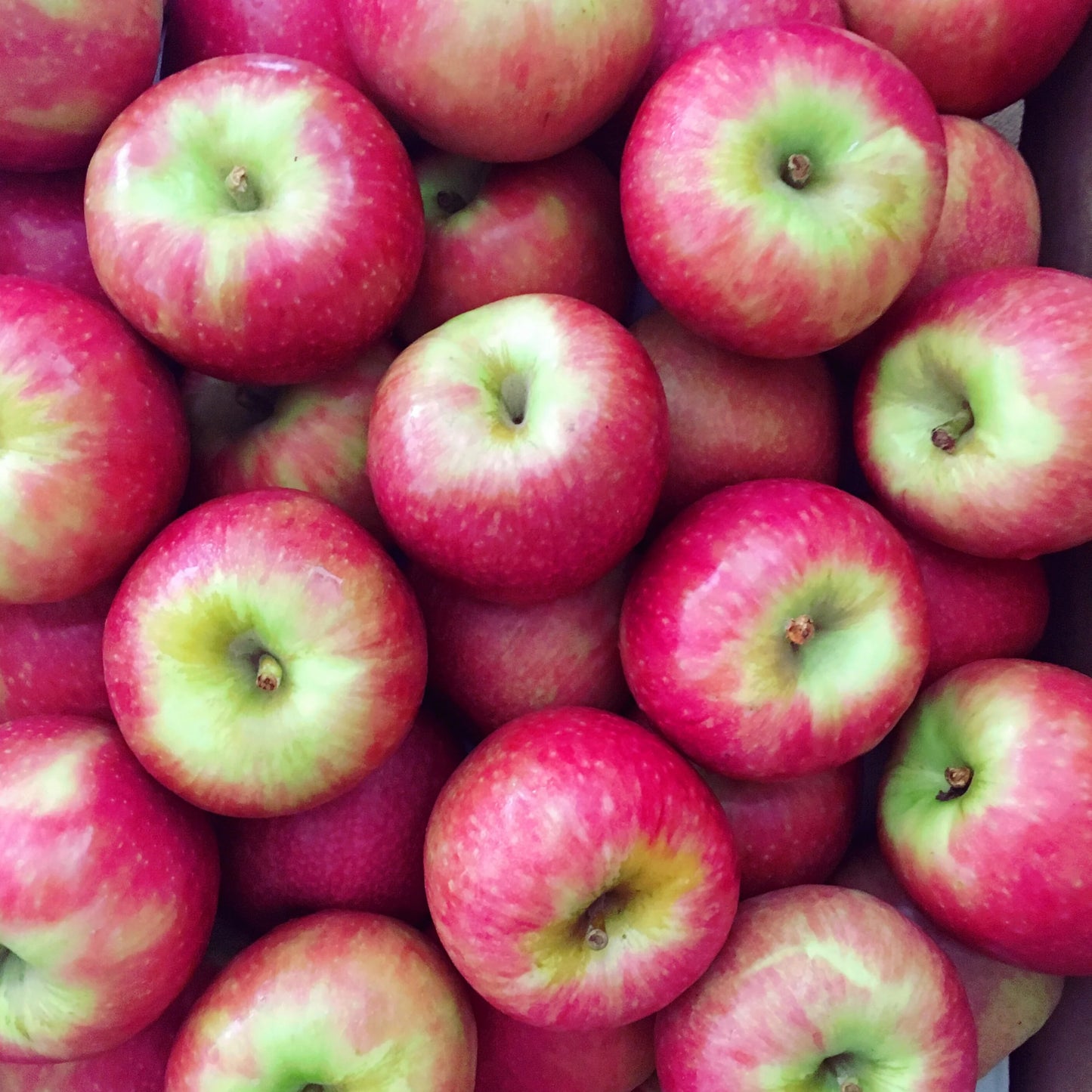 APPLE PINK LADY BR