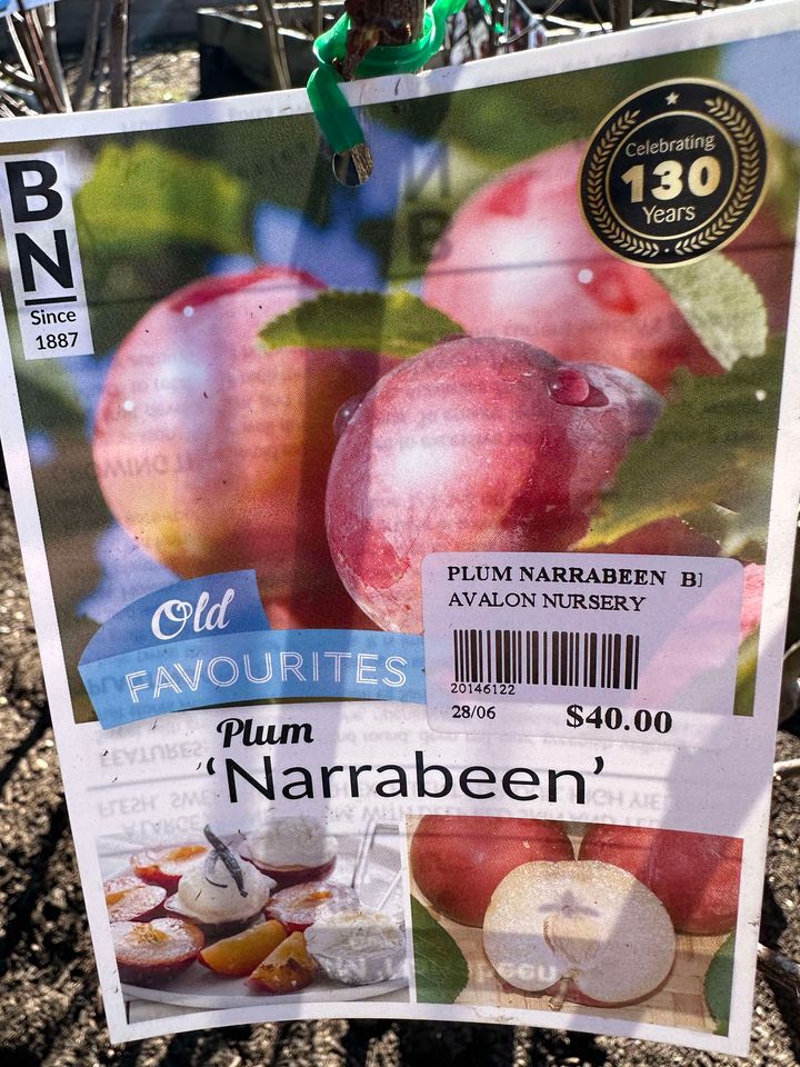 PLUM NARRABEEN  BR