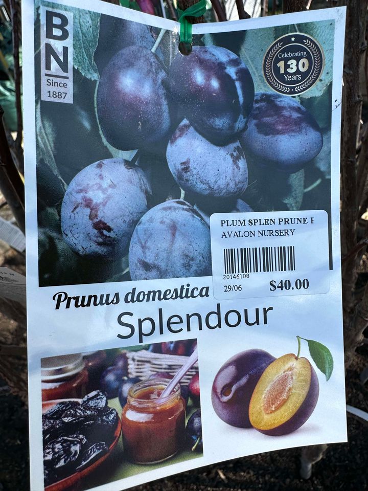 PLUM SPLENDOUR  PRUNE BR