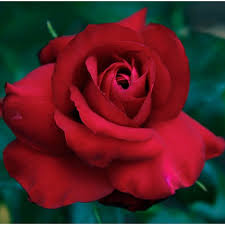 BR PRECIOUS PLATINUM BUSH ROSE