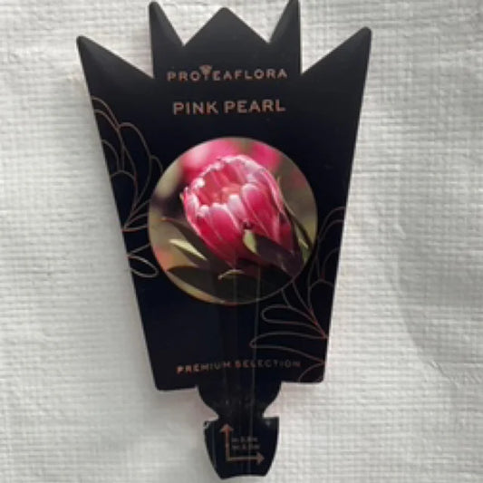 PROTEA PINK PEARL140MM