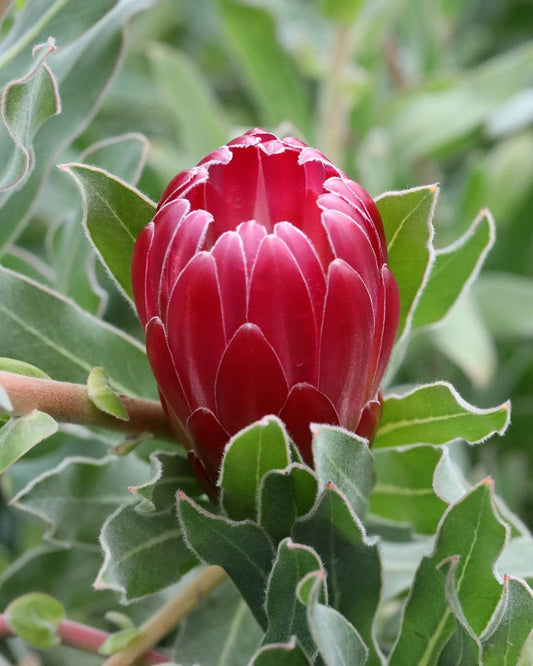 PROTEA BRENDA 140MM