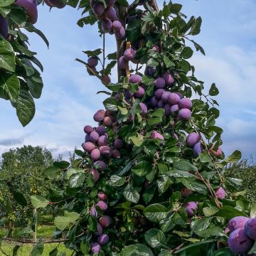 DWARF PRUNE PLUM D'AGEN BR